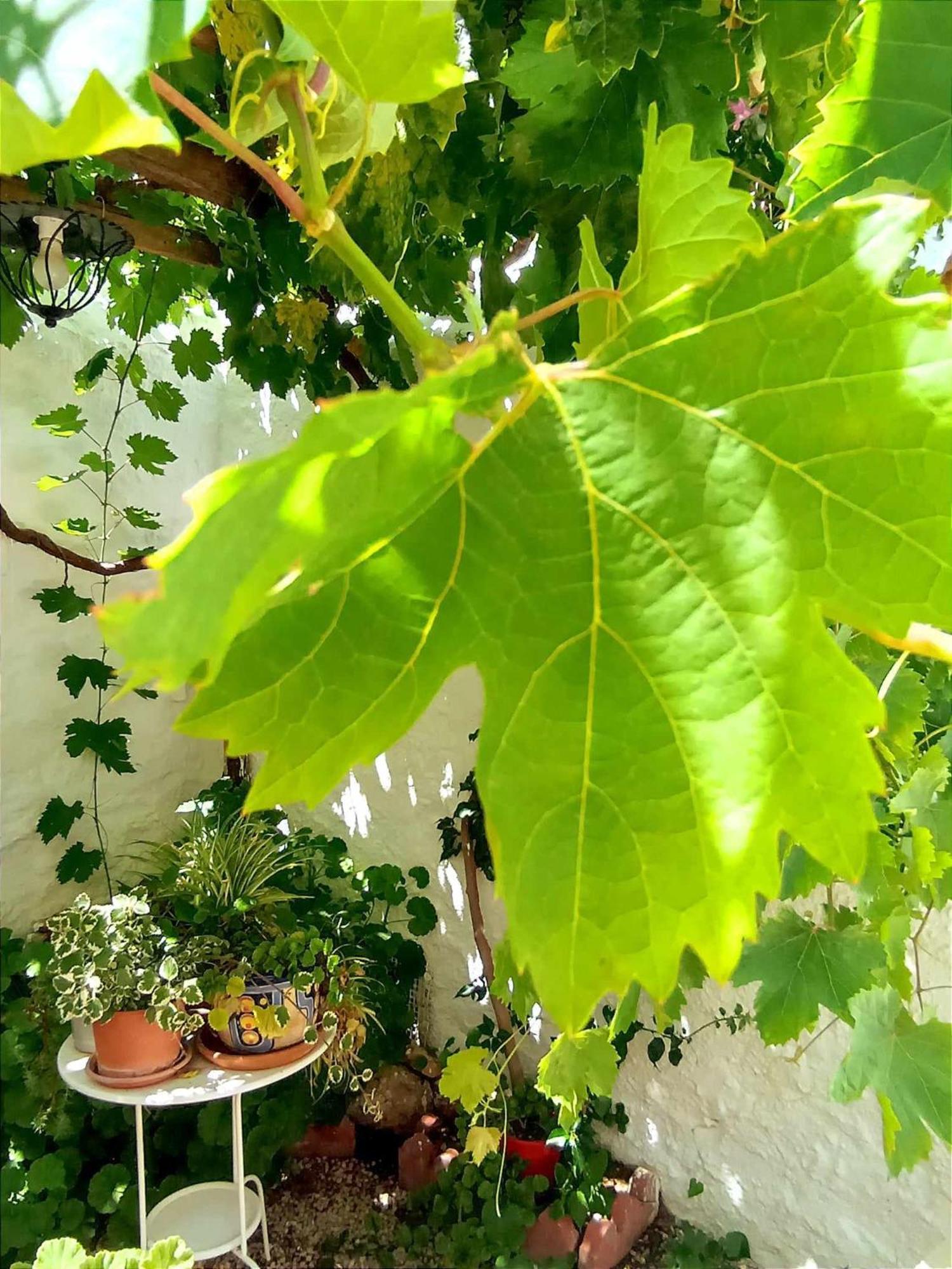 Casa Shyshka Country Cottage Periana Ngoại thất bức ảnh